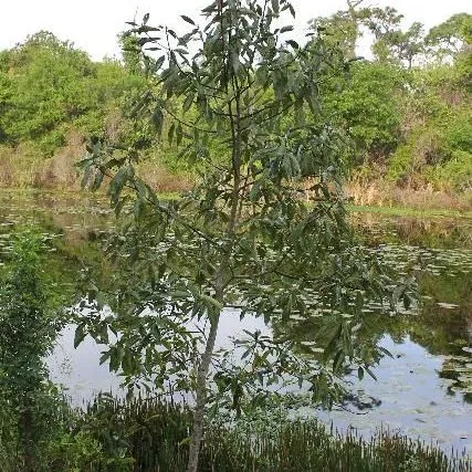 thumbnail for publication: Magnolia virginiana: Sweetbay Magnolia